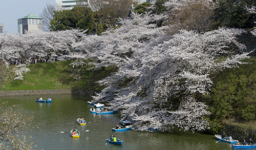 千鳥ヶ淵３.jpg