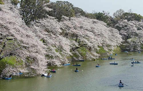 千鳥ヶ淵.jpg