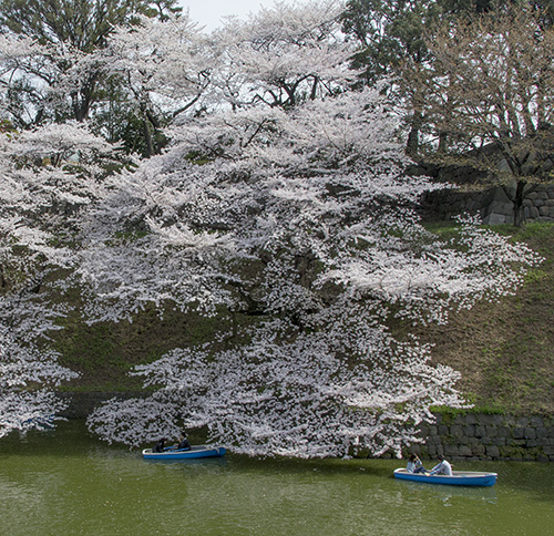 千鳥.jpg