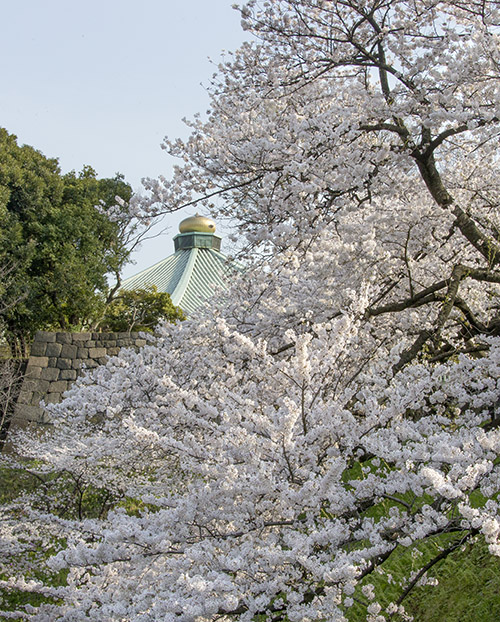 千鳥budokan.jpg