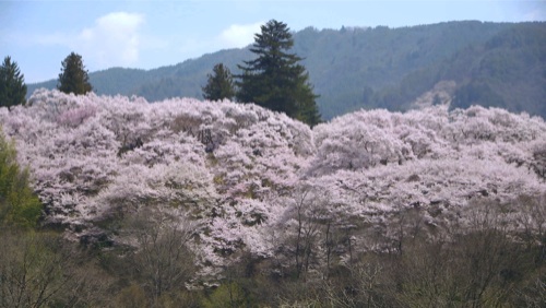 城趾公園-.jpg