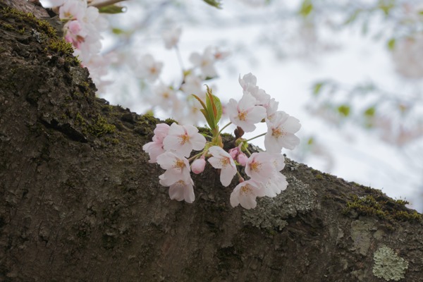 弘前桜小.jpg