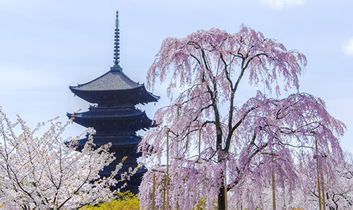 東寺しだれ桜.jpg