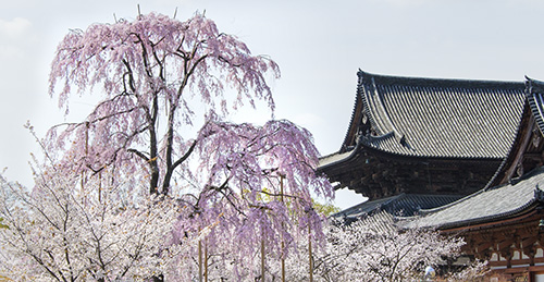 東寺01.jpg