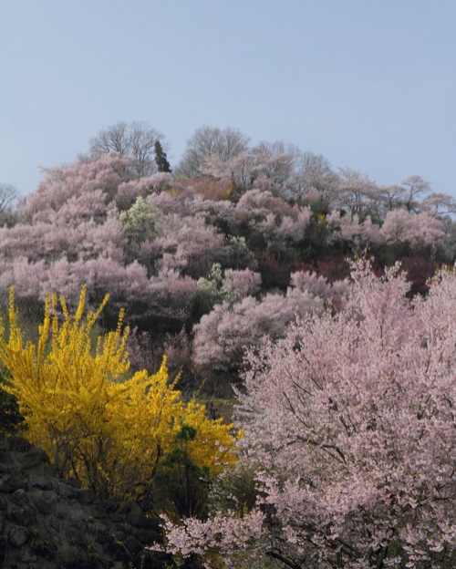 花見山-.jpg