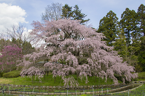 020V0901植物園しだれ.jpg