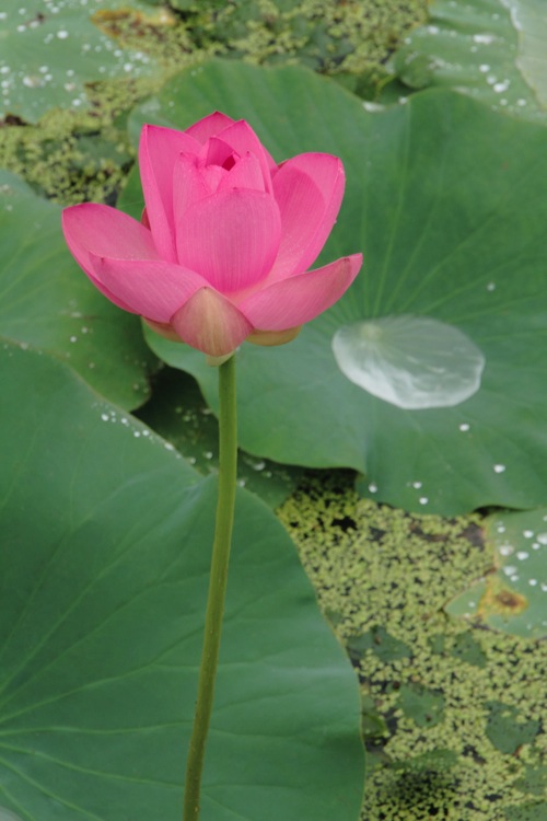 Lotus rosey-.jpg