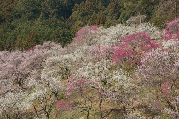 e吉野梅郷.jpg