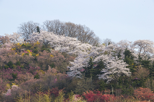 花見山hanamiyama.jpg