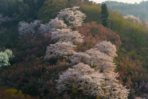 花見fukusima .jpg