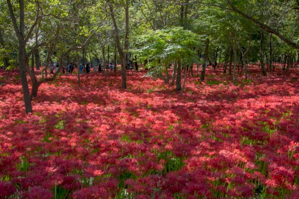 巾着田の曼珠沙華 Hiroyuki Nakano Blog